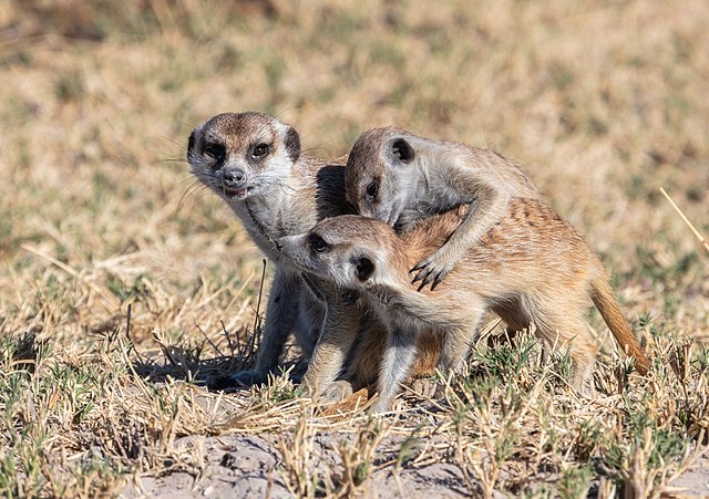 Mehr über den Artikel erfahren Ein Besuch im Zoo