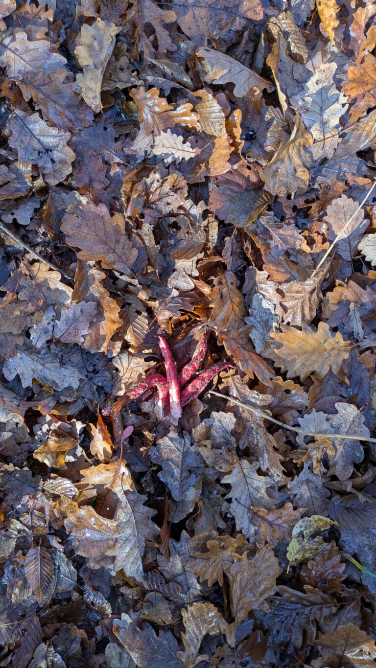 Mehr über den Artikel erfahren Unser Tag im Wald